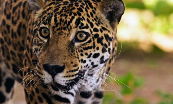 Où trouver les meilleurs spots pour observer les jaguars dans le Pantanal, Brésil : périodes et conseils pratiques ?
